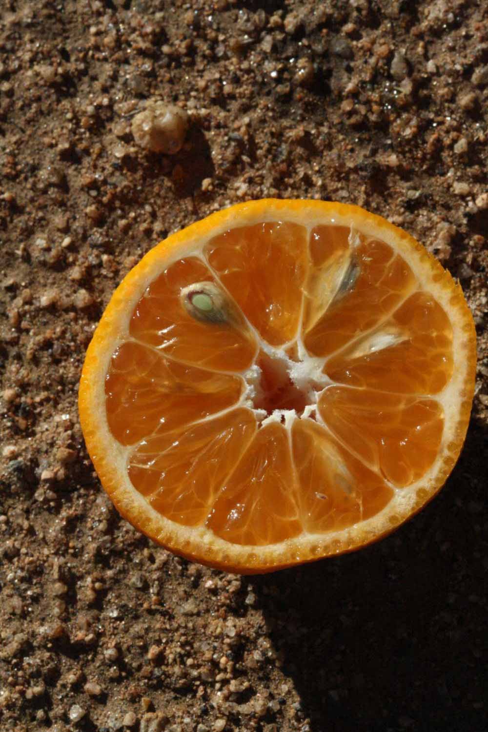              Fruit cross-section (Riverside, CA)       